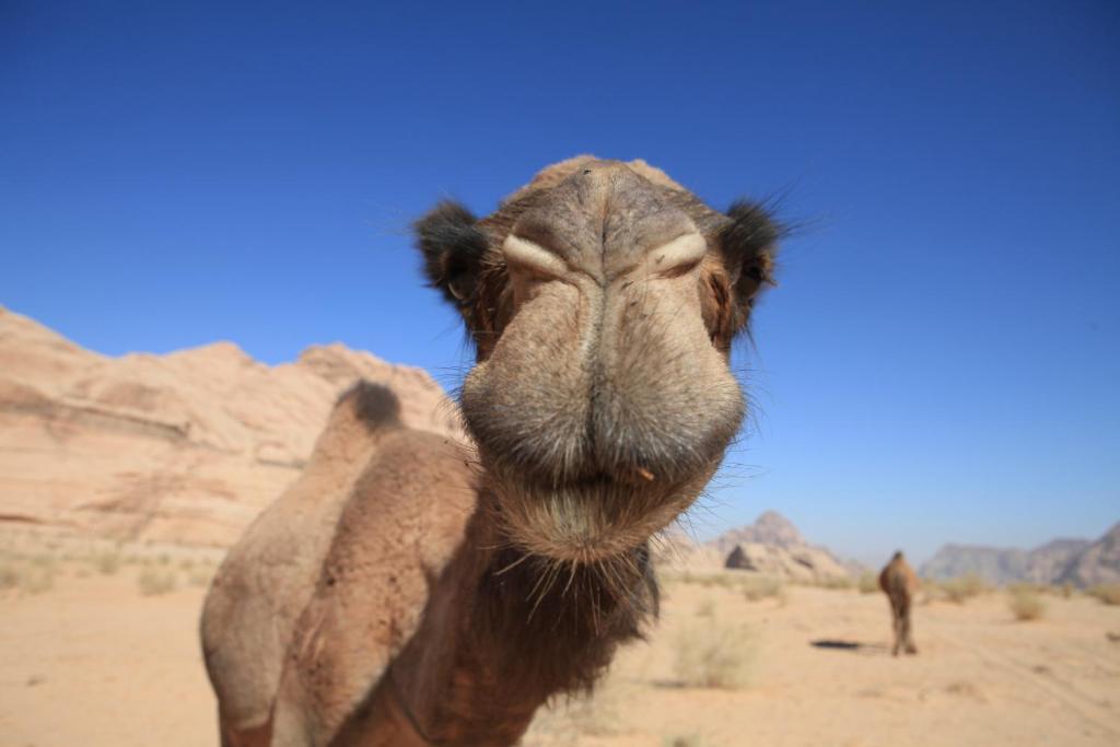 Bedouin Expedition Wadi Rum Exterior photo
