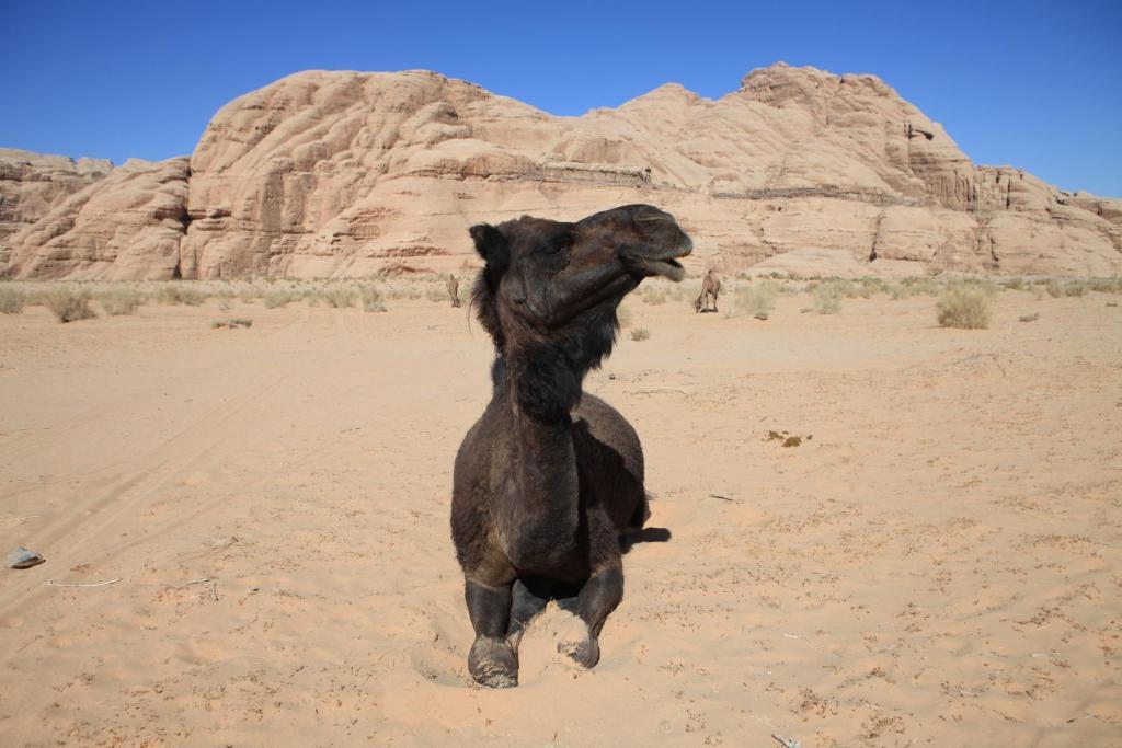 Bedouin Expedition Wadi Rum Exterior photo